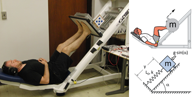Leg Biomechanics