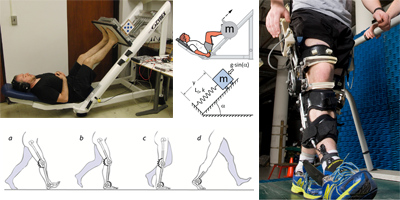Lower Limb Biomechanics and Orthoses