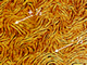 Dried film of lyotropic ZnO nanowires