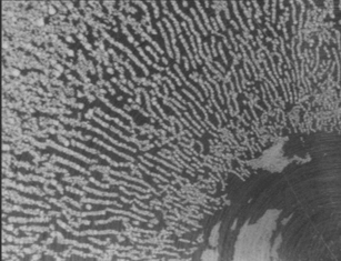 Vorticity aligned structures under steady shear at 1s-1