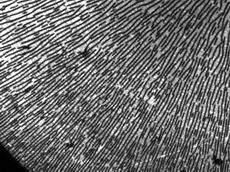 Highly anisotropic vorticity aligned flocs of carbon black particles