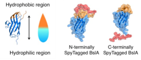 Protein_BslA
