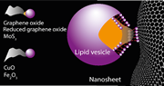 2D nanomaterials disrupt phospholipid membrane integrity