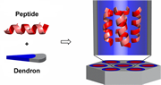 Peptide and dendron form hexagonally ordered arrays.