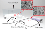 membrane